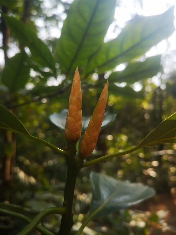 廣東博皓 博行天下丨虎年第一爬,挑戰從化老虎頭   -3